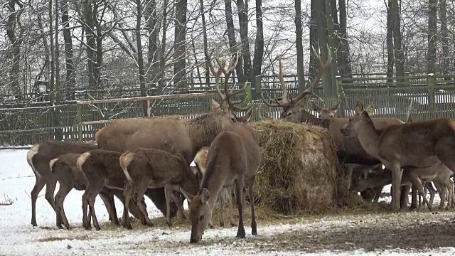鹿和鹿皮在冬天走在雪地上。冬季进食平台上的一大群欧洲马鹿和休鹿。视频下载