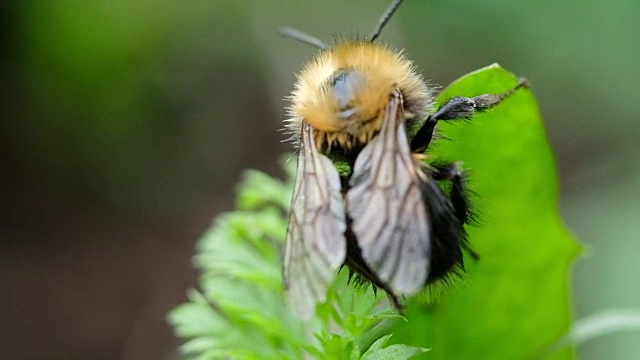 毛茸茸的大黄蜂正在一棵绿色植物上洗着并剥着爪子腹部的大戏，慢镜头。视频素材