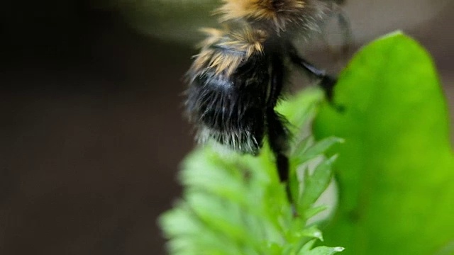 毛茸茸的大黄蜂用它的爪子擦干净腹部，然后飞走。视频素材