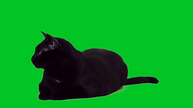 4k黑猫躺在绿色屏幕上视频素材