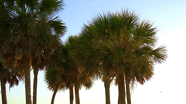 日落时的棕榈树。视频素材