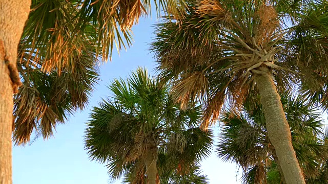 夕阳下的棕榈树视频素材