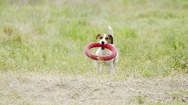 美丽活泼的杰克罗素梗犬在镜头前奔跑视频素材