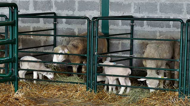 牛栏里的绵羊和羊羔视频下载