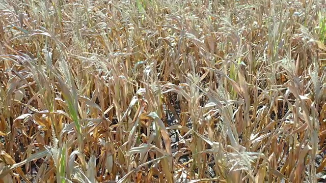 德国玉米收获季节的干旱视频素材