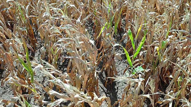 德国玉米收获季节的干旱视频素材