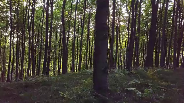 晨曦中绿色森林全景视频素材
