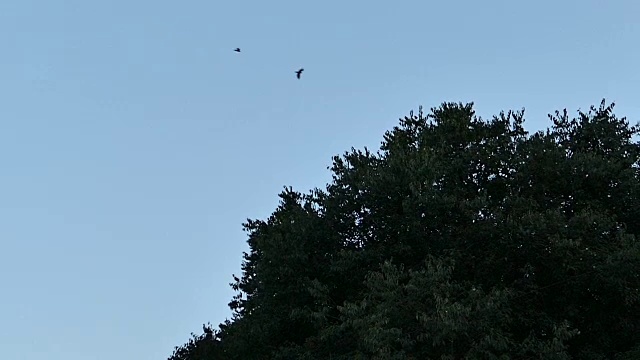 乌鸦在树顶上视频素材