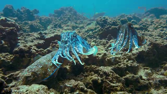 水下野生法老乌贼(Sepia法老)头足类动物的交配仪式视频素材