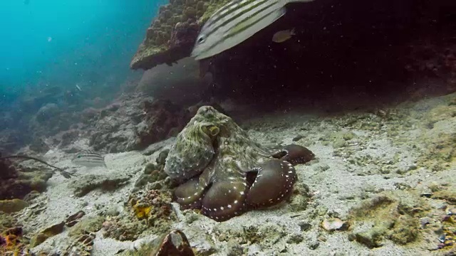 水下暗礁章鱼(章鱼蓝藻)伪装在珊瑚礁上视频下载
