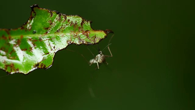 蚊子在森林里的绿叶上。视频素材