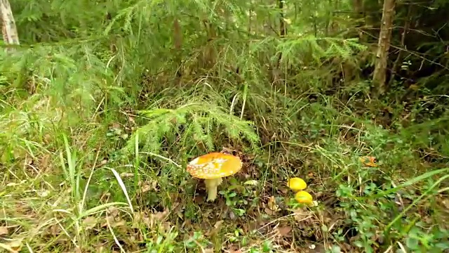 森林中的白毒伞菌视频下载