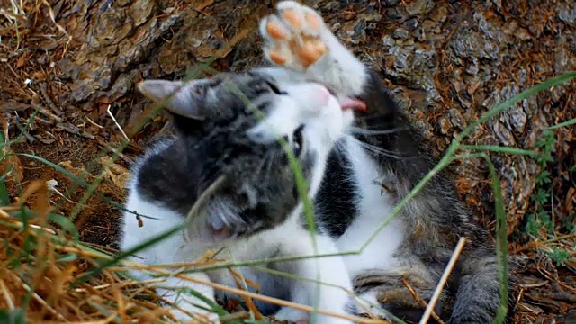 小猫在乡村环境中自我清洁视频素材
