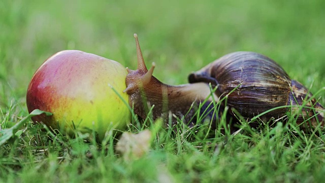 花园里的蜗牛。视频下载