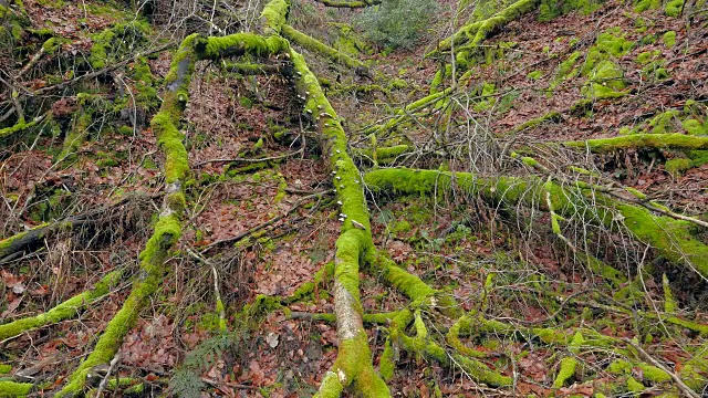 欧洲德国莱茵兰-普法尔茨的塔本原始森林中的枯木视频下载