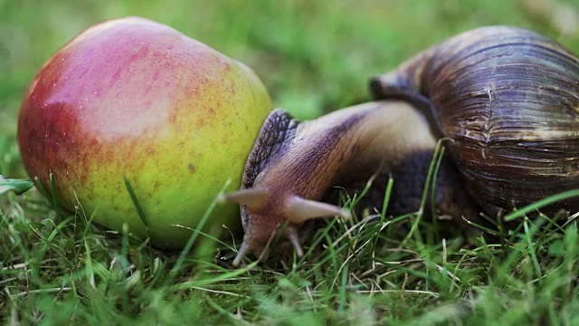 早晨的阳光下，蜗牛在苹果上爬行。视频下载