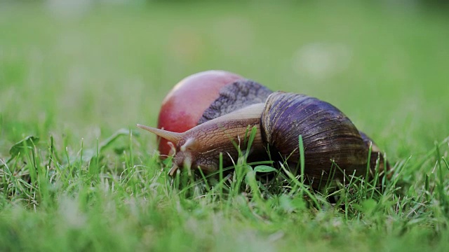 大蜗牛在花园里爬行视频下载