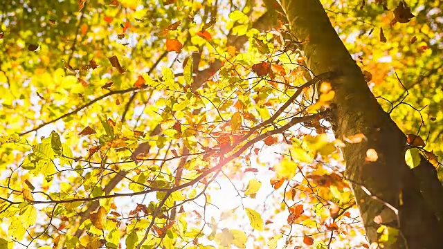 五颜六色的秋叶从树上飘落视频素材