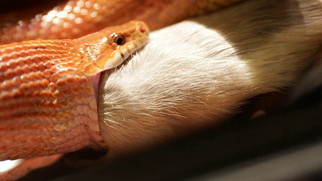 玉米蛇的猎物视频素材
