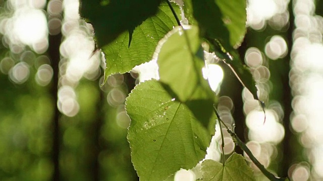 阳光透过蕨类植物闪烁视频素材