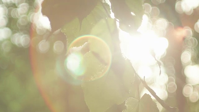 阳光透过蕨类植物闪烁视频素材