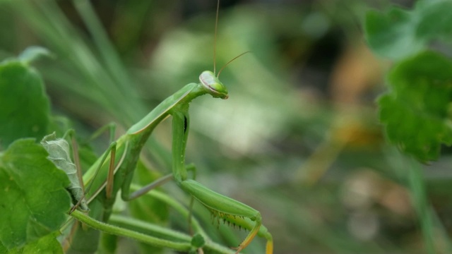 绿螳螂坐在草地上视频素材