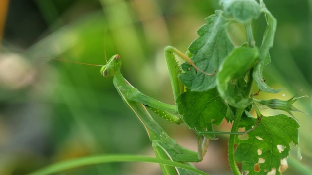 绿螳螂坐在草地上视频下载