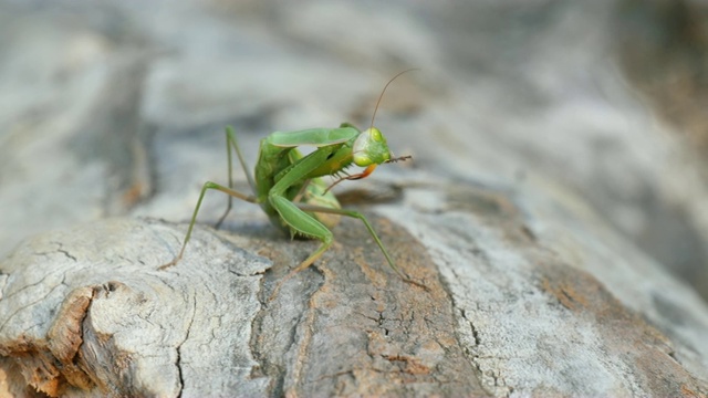 绿螳螂坐在树干上视频素材