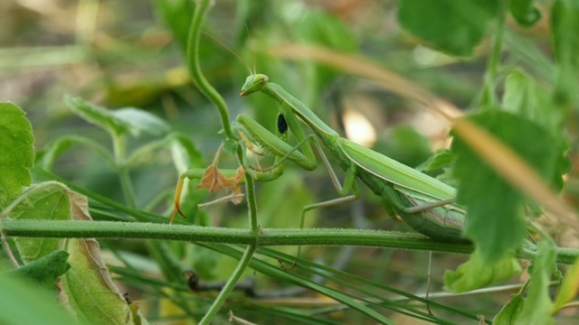 绿螳螂坐在草地上视频素材