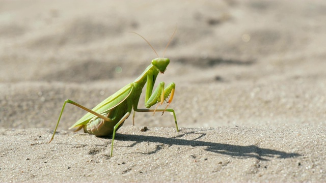 昆虫绿螳螂坐在沙地上清洁它的爪子视频素材