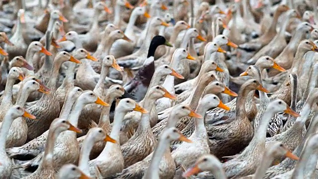 慢动作FHD镜头巨大的鸭群行走和移动在农场，行为和家畜概念视频下载