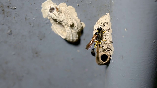 蜂房黄蜂或仿黄蜂食蚜蝇筑巢。视频素材