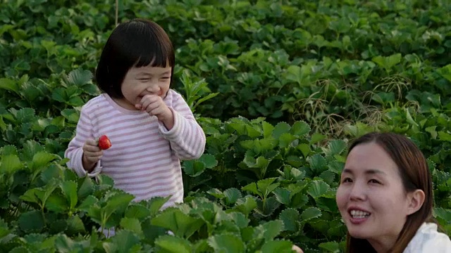 幸福的家庭，妈妈和她的女儿在采摘草莓视频下载
