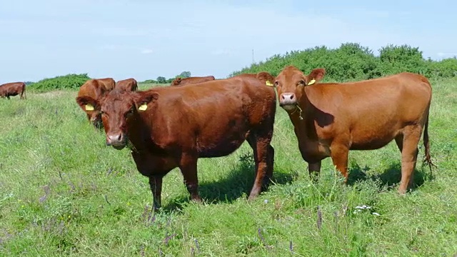 牛在草地上视频下载