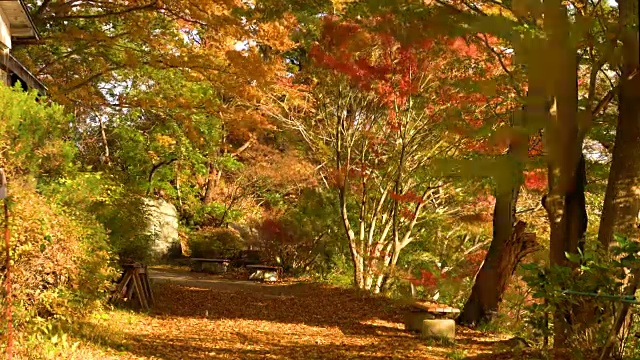 枫树公园。秋景刮风日。视频素材