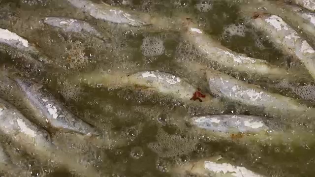 近距离烹饪油炸海鲈鱼油视频素材