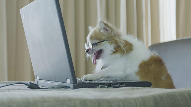 吉娃娃狗喜欢玩笔记本电脑视频素材