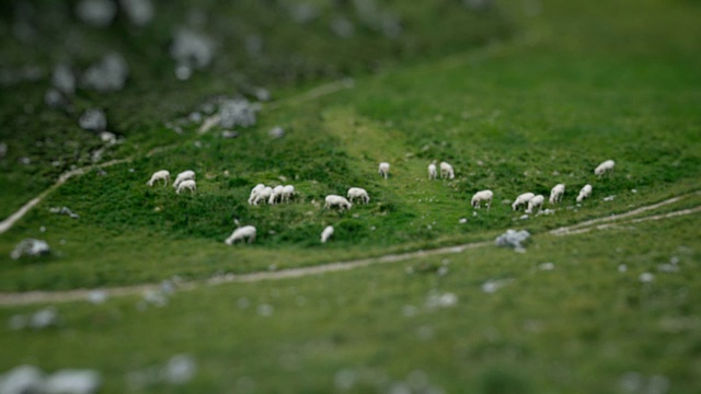 倾斜移动在草地上与羊在白云岩视频素材