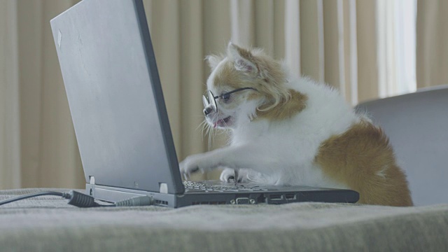 吉娃娃狗使用笔记本电脑视频素材