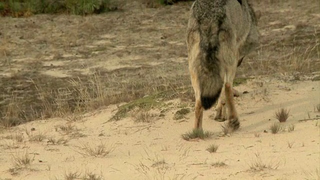 狼在草原视频素材