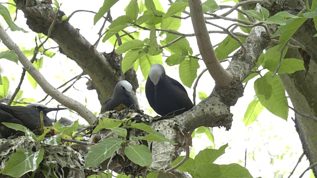 低角度拍摄的黑头燕鸥和筑巢的伴侣在苍鹭岛上视频下载