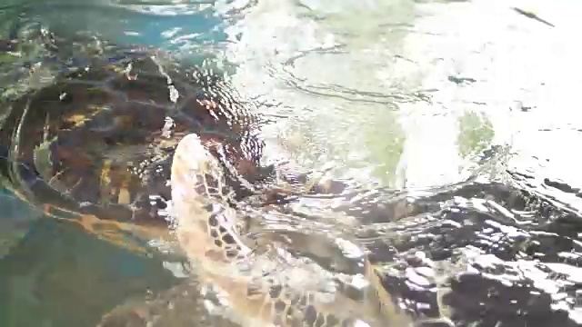 巨型海龟(Chelonia mydas)视频素材