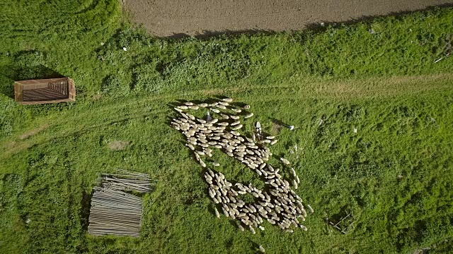 鸟瞰图，羊群在希腊的农田里四处走动。视频素材