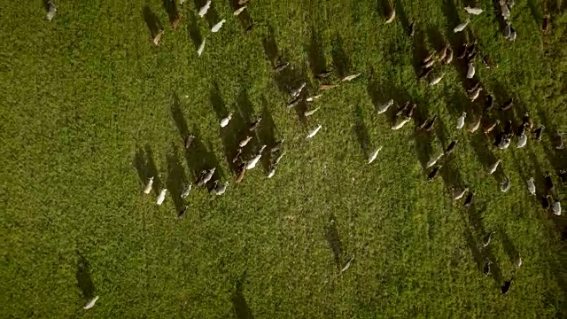 鸟瞰图山羊放牧在田野的农田在希腊。视频素材