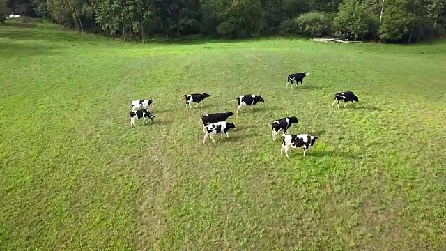 鸟瞰图的奶牛放牧在草地在日出视频素材