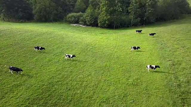 鸟瞰图的奶牛放牧在草地在日出视频素材