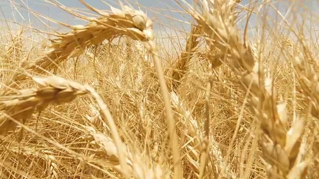 Jan Kempdorp/北开普/南非的农业场景视频素材