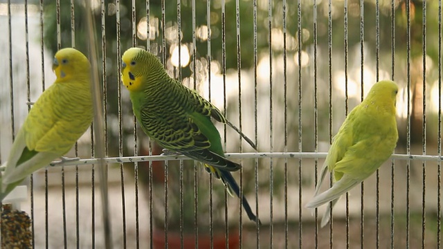 澳洲长尾小鹦鹉在笼子里(高清)视频素材
