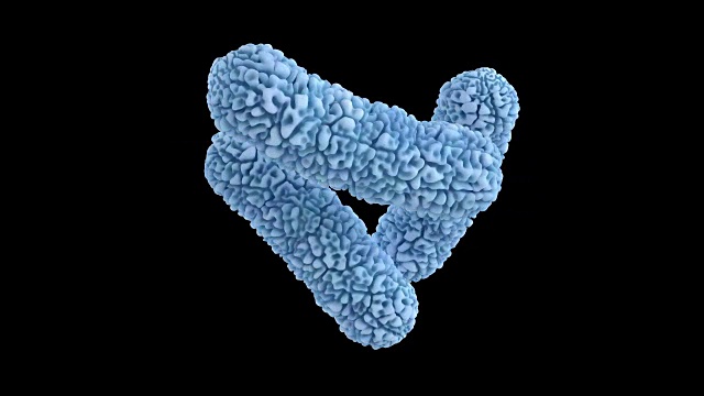 洋葱伯克霍尔德氏菌的3D动画视频下载