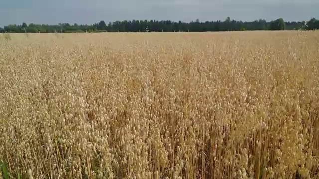 大农场的燕麦植物景观视频下载